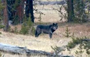 تصاویری بی نظیر از فراخواندن گرگها توسط گرگ آلفا در یلو استون آمریکا + ویدئو