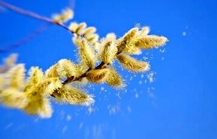 شما هم این ۸ اثر منفی و مثبت فصل بهار را احساس می‌کنید؟
