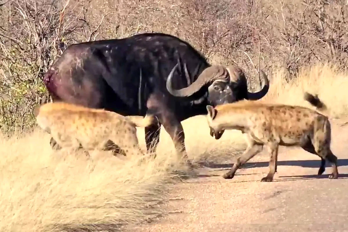 بوفالو برای فرار از کفتارها، دُم خود را فدا کرد + ویدئو