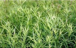 خواص ترخون؛ از زیبایی پوست و مو تا حفظ سلامت کبد 