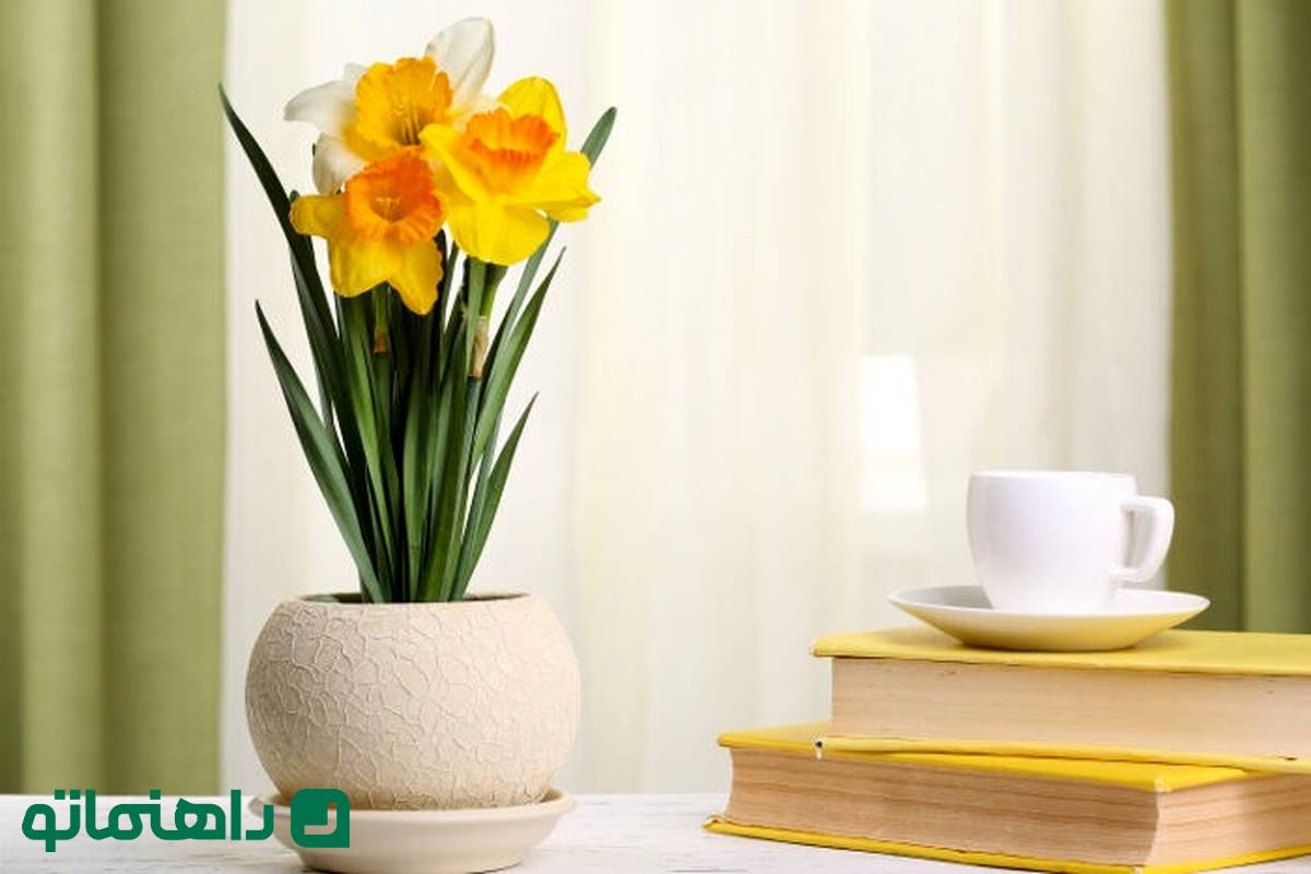 گل‌های بهاری 1404: نرگس، شادابی را به اتاق کارت می‌آورد