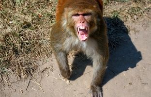 حمله جسورانه میمون‌ها به یک افسر پلیس + ویدئو