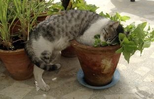 گیاهی که نمی‌دانستید چشم زخم را از خانه شما دور می‌کند