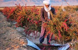 اینجا پایتخت زرشک جهان است + ویدئو