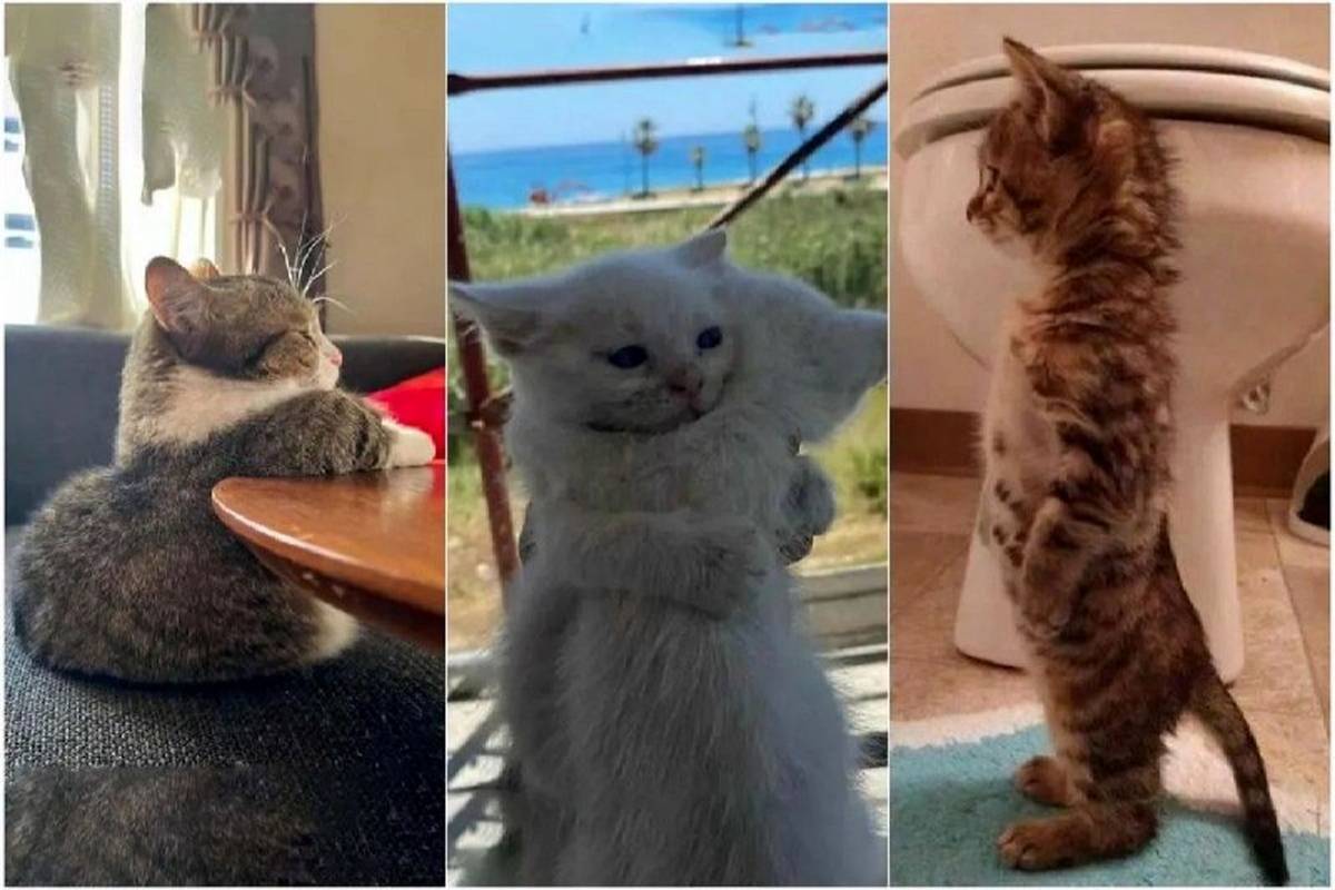 عکس هایی از بچهگربهها که قند در دلتان آب میکنند + تصاویر