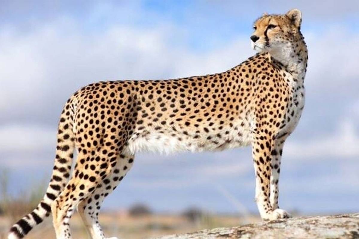 آخرین آمار از تعداد یوزپلنگهای ایرانی