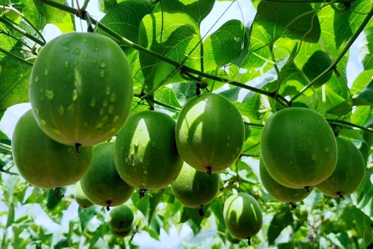 میوه مانک؛ میوه‌ای شگفت‌انگیز شبیه گردو که ۳۰۰ برابر از قند شیرین‌تر است!