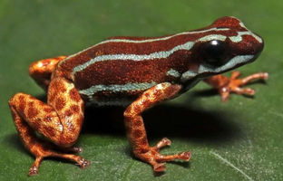  رازهای ناشناخته کوه‌های پرو: کشف ۳ گونه جدید از قورباغه‌ها 