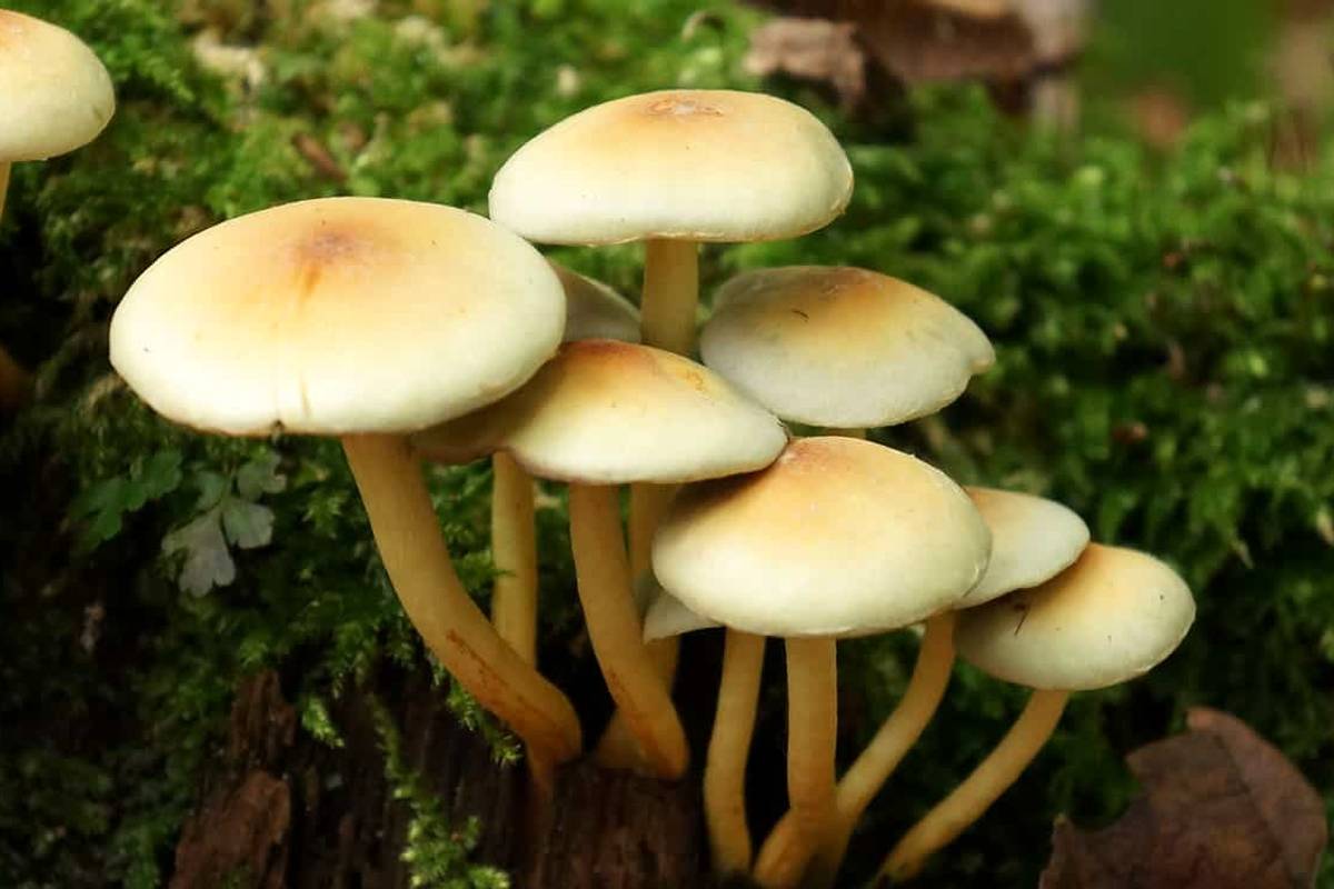 در صورت خوردن قارچ سمی چه کنیم؟