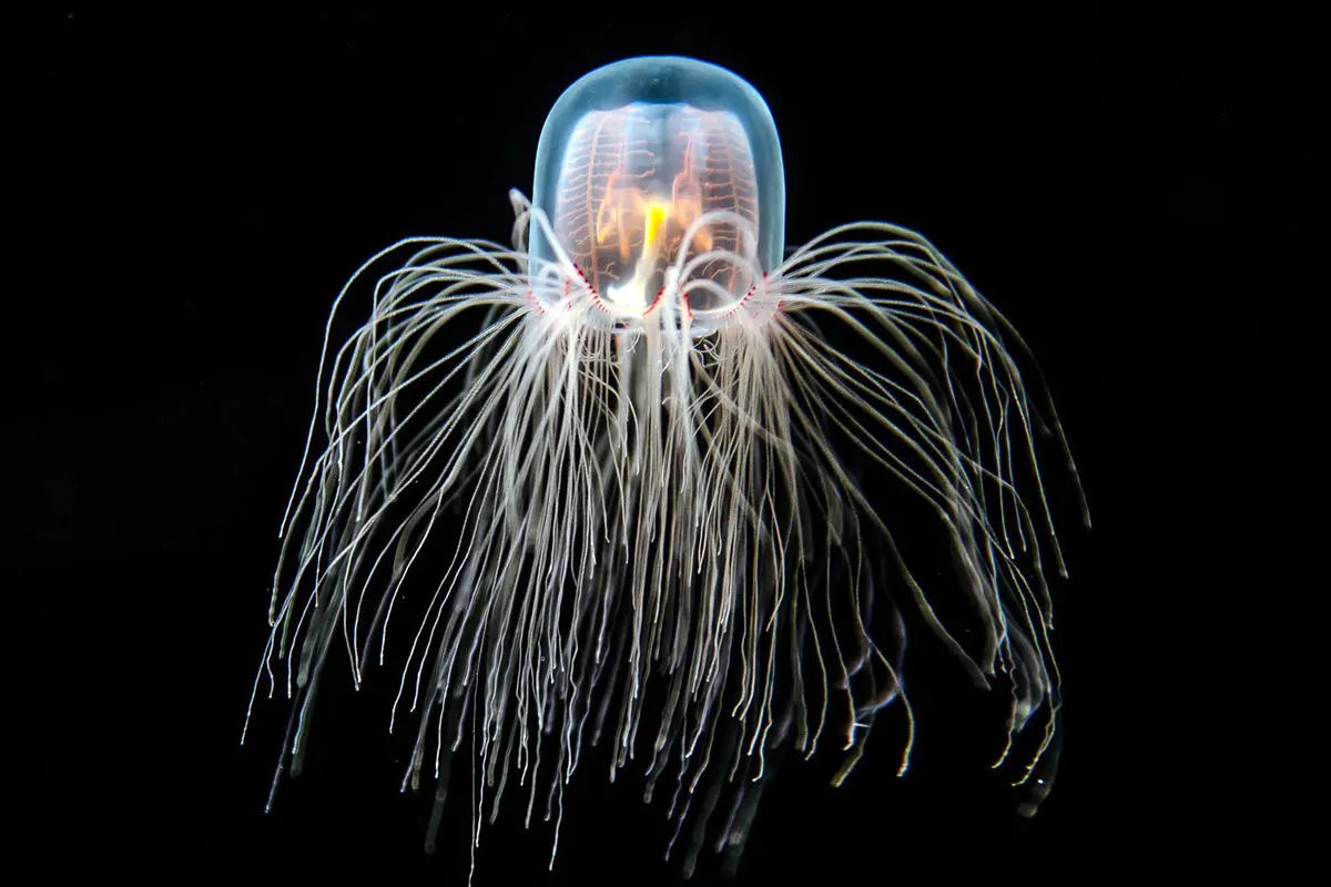 (ویدئو) این جانور دریایی مرگ ندارد