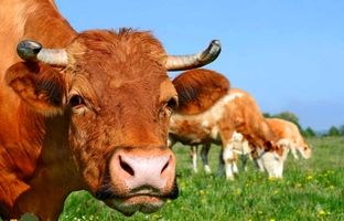 چرای گاو در محل برگزاری مسابقات دوومیدانی قهرمانی کشور! + ویدئو