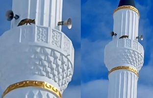 مشاهده یک روباه در بالای مناره مسجدی در ترکیه! + ویدئو