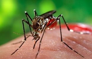 ورود پشه آئدس از نوع اجیپتی به ایران