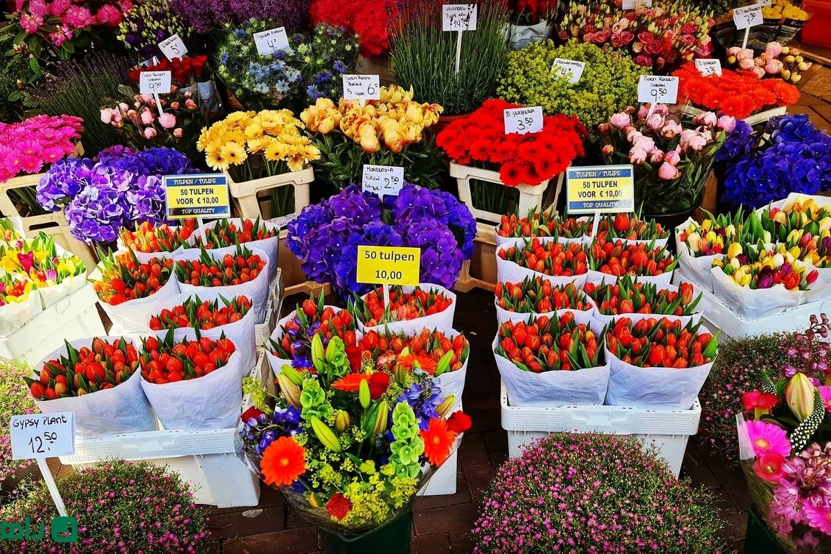 بهترین بازارهای گل و گیاه تهران کجاست؟