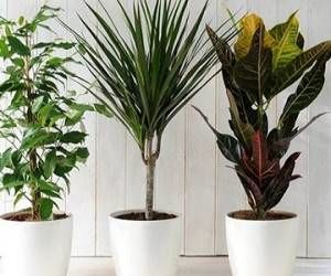 گل و گیاه آپارتمانی مفید و مناسب اتاق پذیرایی