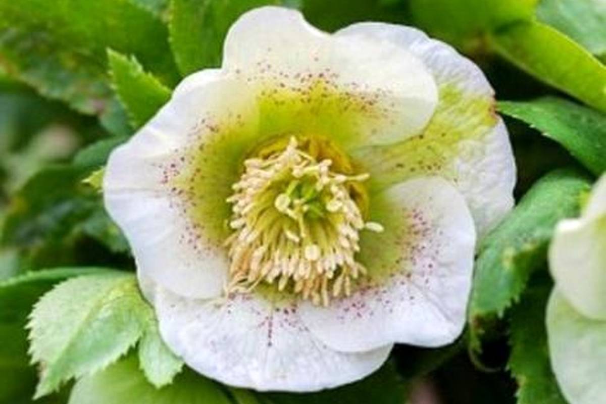 راز مهم گیاه جادویی کندش؛ خواص، عوارض و طرز استفاده کندش