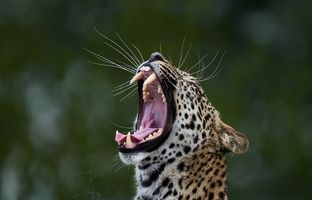  غافلگیری یک پلنگ هنگام حفاری لانه گراز وحشی + ویدئو