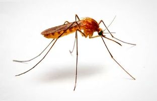 پشه‌ها تزریق واکسن به انسان را بر عهده گرفتند!