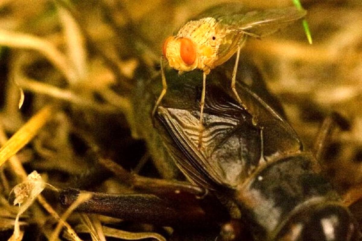 وحشت در دنیای حشرات / مگسی که نوزادانش را در بدن جیرجیرک به دنیا میآورد