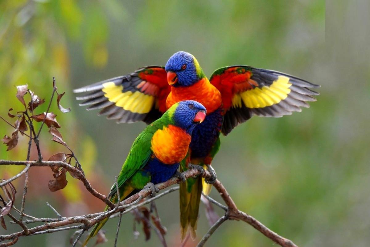 چرا حیوانات مناطق گرمسیری اینقدر «رنگارنگ» هستند؟