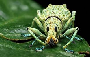 این موجود فضایی بزرگترین خانواده جانوری روی کره زمین را تشکیل می دهد! 