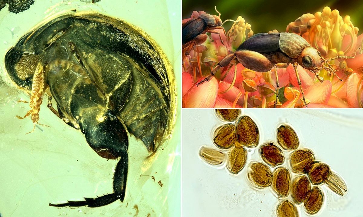 کشف حیرت انگیز یک سوسک 99 میلیون‌ساله‌