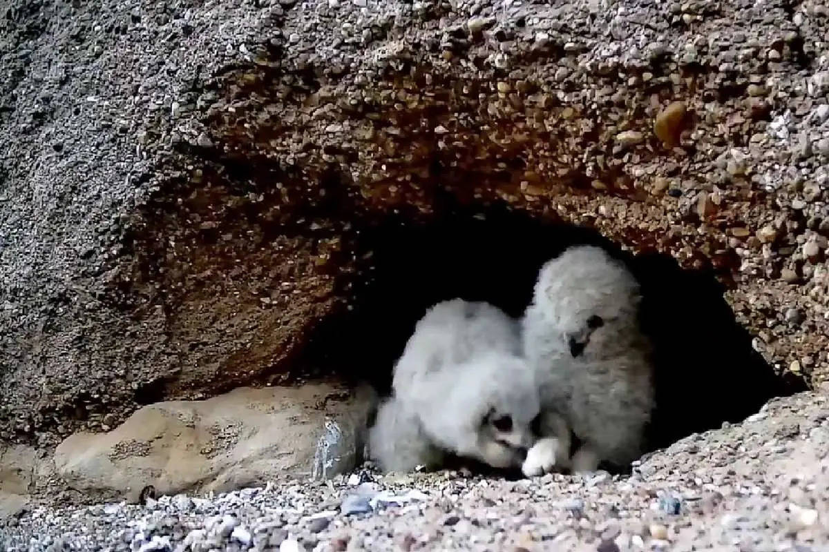 پیاده‌روی شبانه جوجه‌های جغد شاه‌بوف + ویدئو