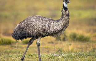 تخم این پرنده عجیب از خودش عجیب‌تر است! + ویدئو