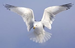  معمای کامیون و پرنده: آیا پرواز پرنده داخل کامیون وزن آن را کم می‌کند؟ 