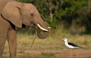 آیا حیوانات در طبیعت مسواک می‌زنند؟
