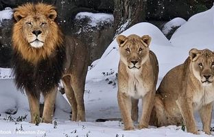 شادی و بازیگوشی حیوانات باغ‌وحش با دیدن برف برای اولین بار + ویدئو