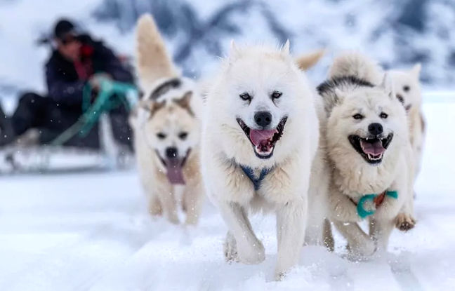 محققان قدیمی‌ترین نژاد سگ اهلی جهان را در گرینلند کشف کردند؛ حیوانی در آستانه انقراض