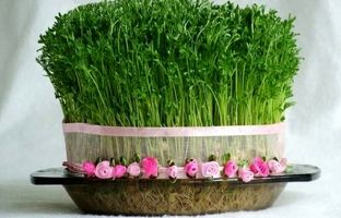 آموزش ۷ مدل سبزه نوروزی سریع و راحت در خانه