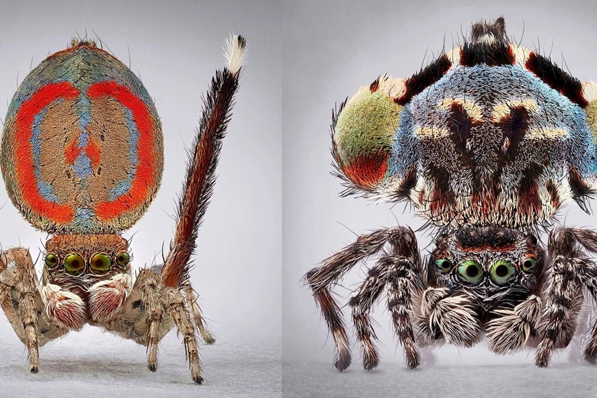 زیبایی شگفتانگیز عنکبوتهای طاووسی  + تصاویر