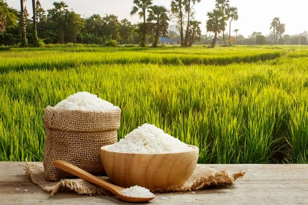 قیمتهای جدید برنج اعلام شد+جزئیات