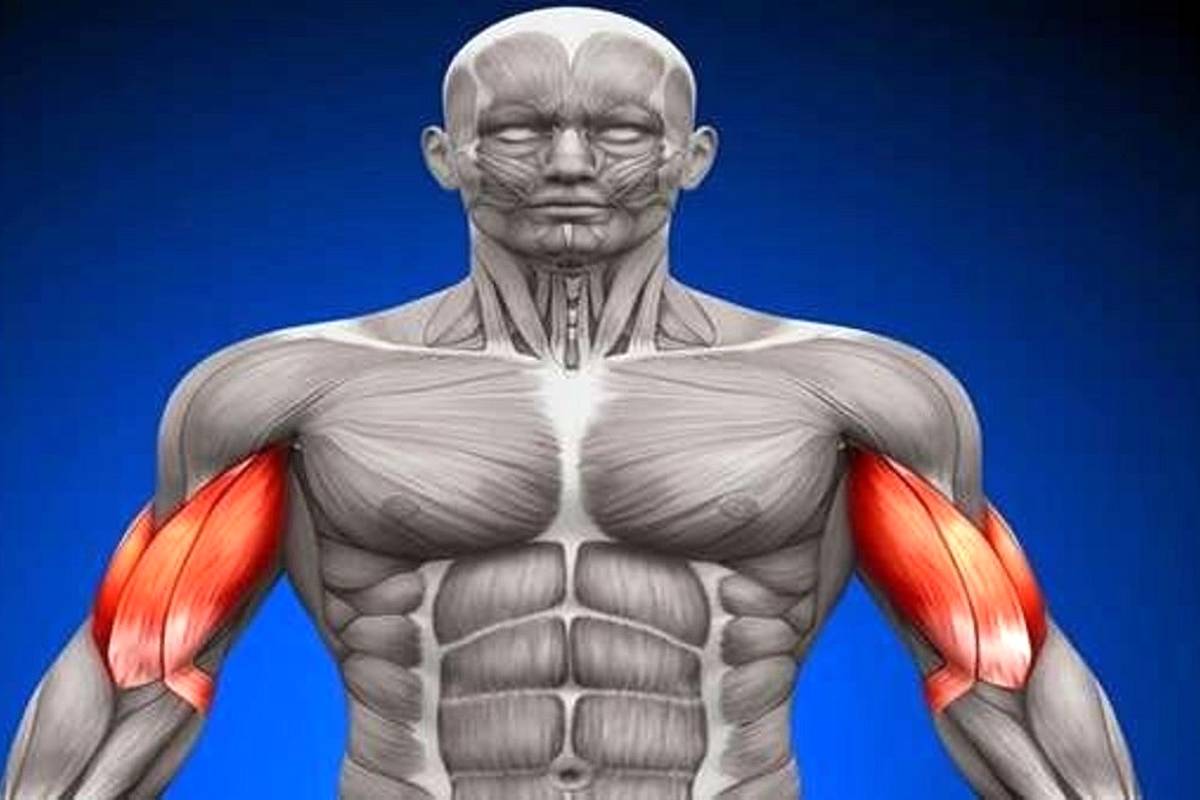 چه غذاهایی «سلول‌های بنیادی» بدن را تقویت می‌کنند؟
