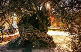 کهن‌ترین درخت زیتون جهان که اسکندر مقدونی و فیثاغورث را دیده است! + عکس