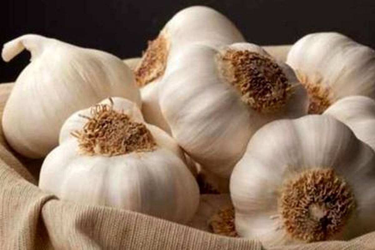 خواص سیر خام و پخته؛ تفاوتها، فواید و نکات مهم برای سلامتی