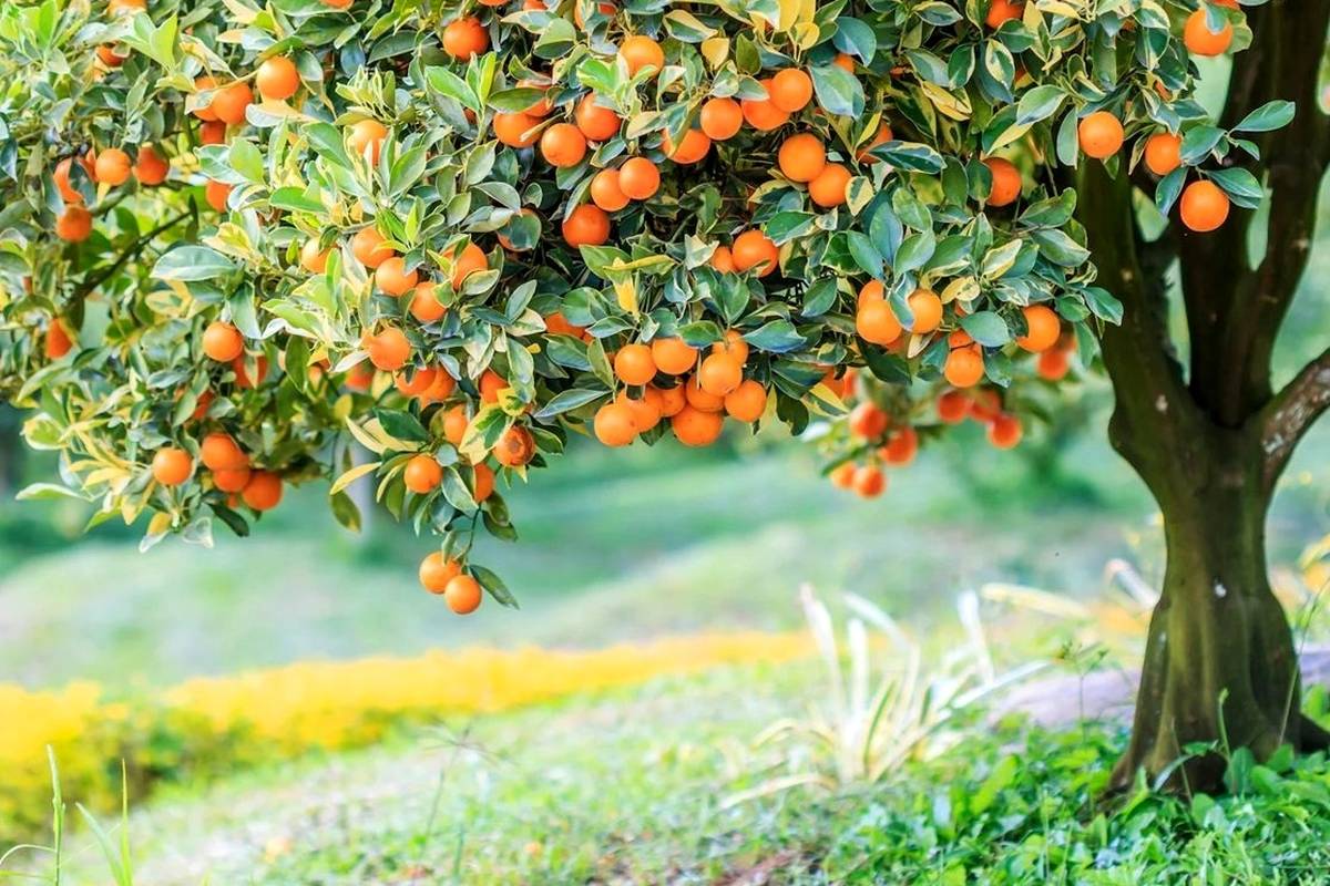 هشدار برای درختکاری؛ این ۶ جا درخت میوه نکارید!