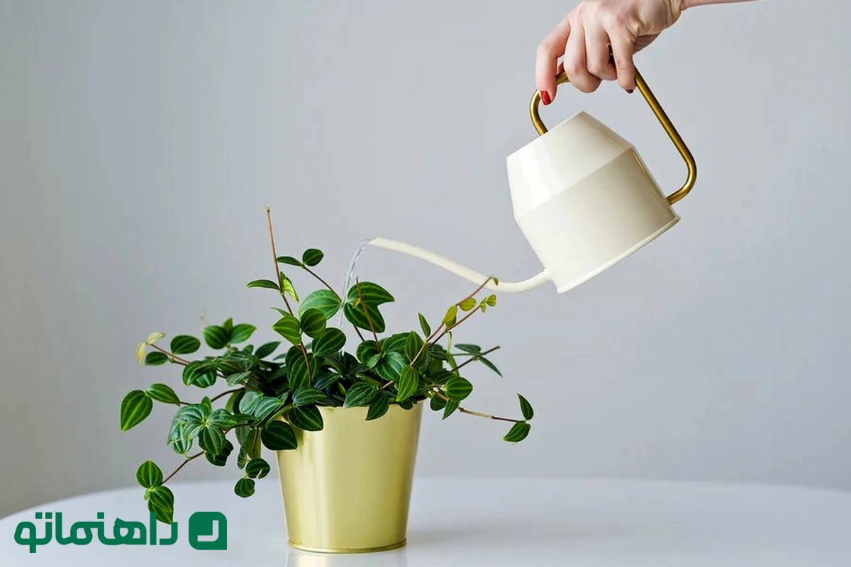 بهترین آب برای آبیاری گیاهان آپارتمانی چیست؟ آب شهری، تصفیه‌شده یا جوشیده؟