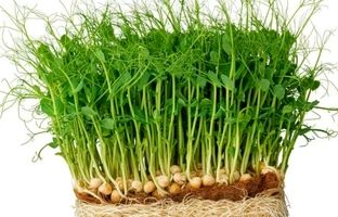 راهنمای سفره هفت سین ۱۴۰۴: چگونه سبزه نخود بکاریم؟ 