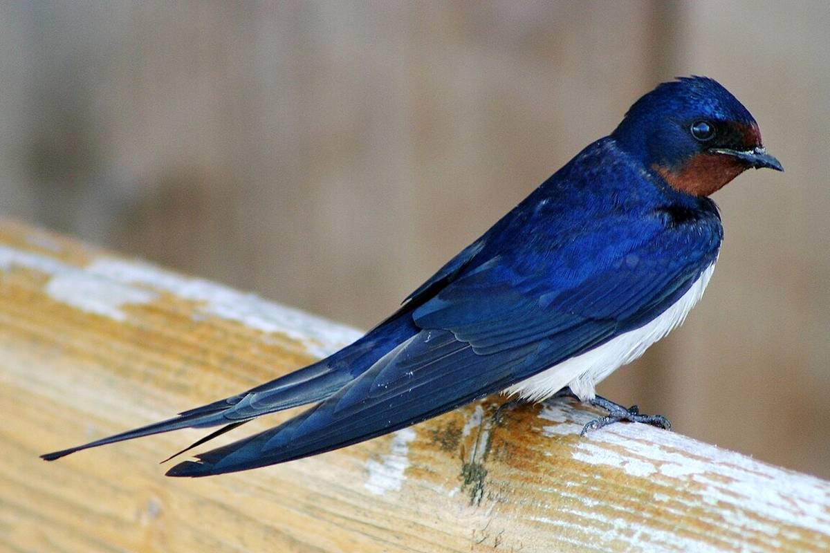  نجات پرستوی گرفتار از دل دیوار توسط آتش‌نشانان کرمانشاهی + ویدئو