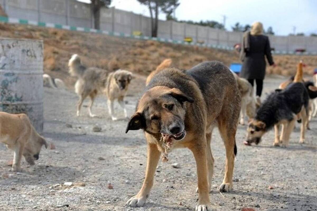 زندهخواری گونههای حیاتوحش توسط سگهای ولگرد