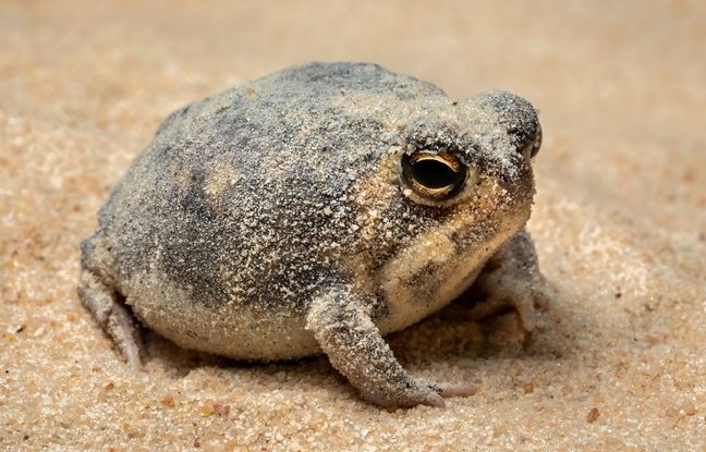 قورباغه قاتلی که در تاریکی صدها طعمه را شکار می‌کند! + ویدئو