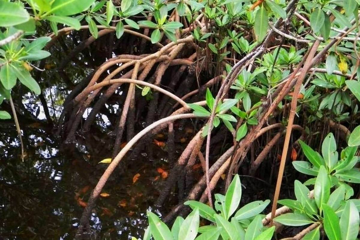 کالیر - کَندا؛ گیاهی مشهور به فریب معده که با «ارواح جنگل» ارتباط دارد و دو برگ آن دو هفته آدم را سیر می‌کند!