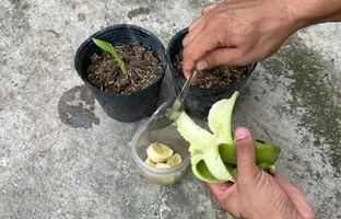 (ویدئو) روش های پرورش و تکثیر موز در منزل