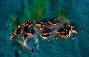 حمام شترها در آب‌های خلیج فارس + ویدئو