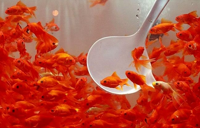 راهنمای نگهداری از ماهی قرمز شب عید