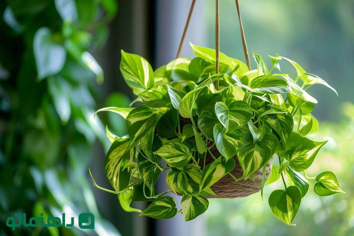 چطور پتوس پرپشتی داشته باشیم ؛ 9 روش آسان