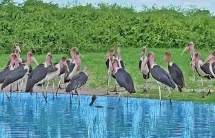 تله مرگ: مار کبرا در محاصره ۲۰ لک‌لک بی‌رحم! + ویدئو